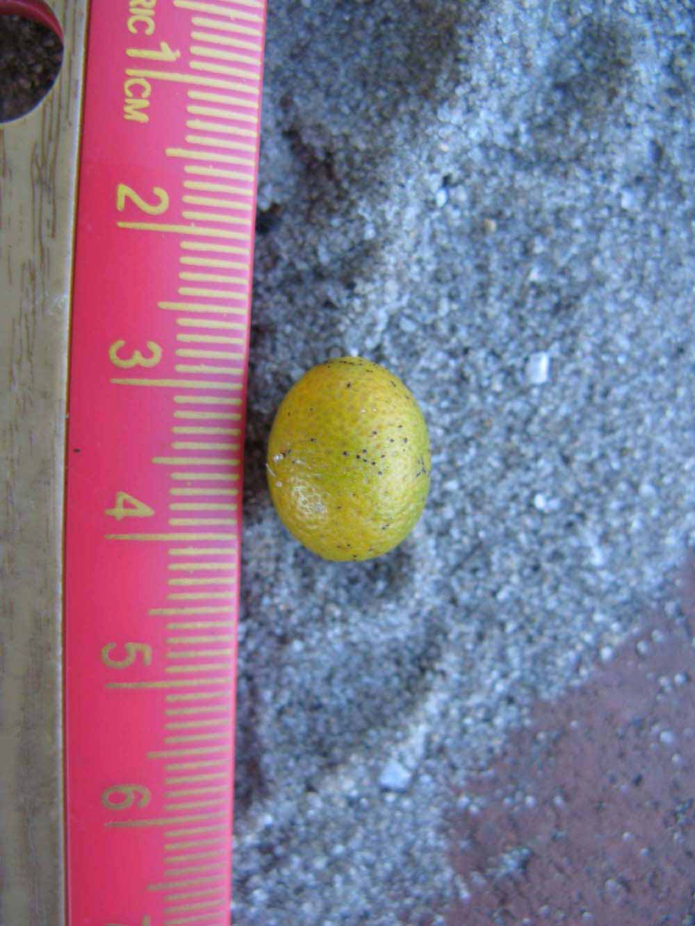              Fruit (Winter Haven, FL)       